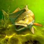 My Fishing World - Реальная рыбалка (Мод, Бесплатные покупки)
